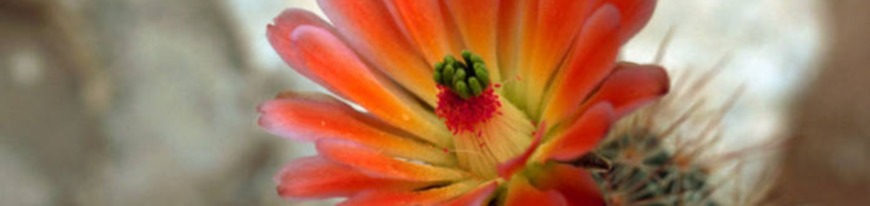cactusflower