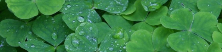 clover