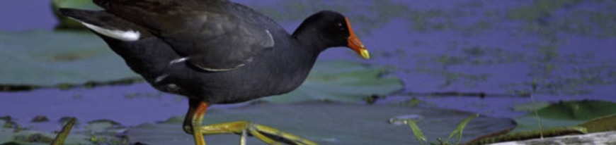 commonmoorhen