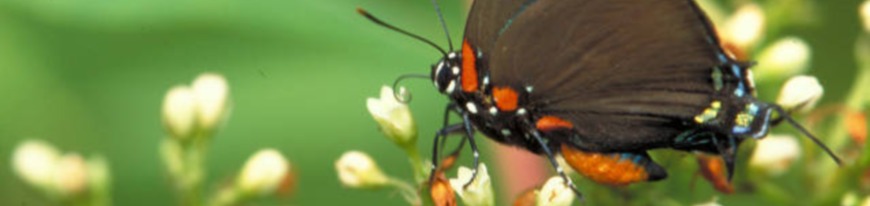 greatpurplehairstreak