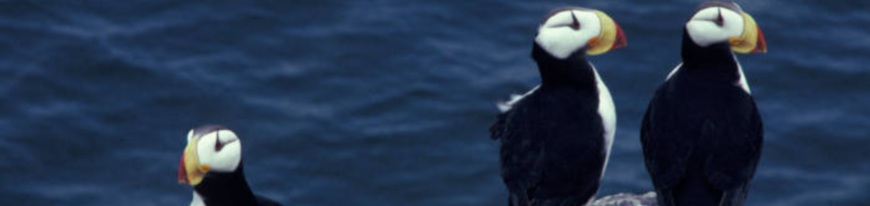 hornedpuffin