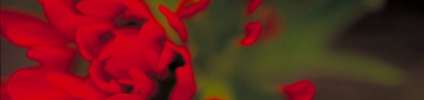 indianpaintbrush