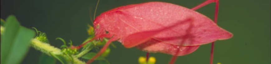 katydid