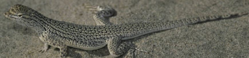 lizard