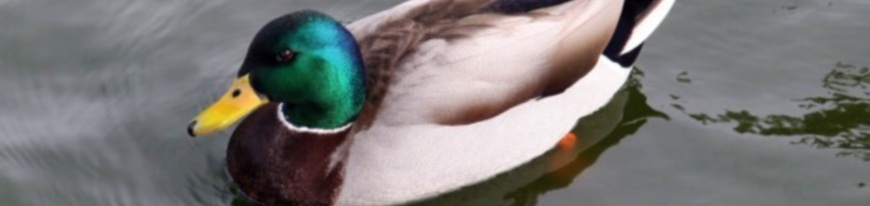 mallard