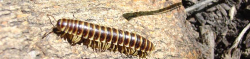 millipede
