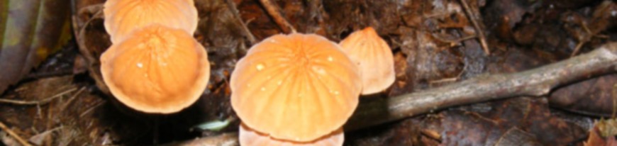 mushroom