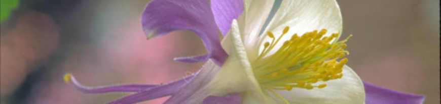 rockymountaincolumbine