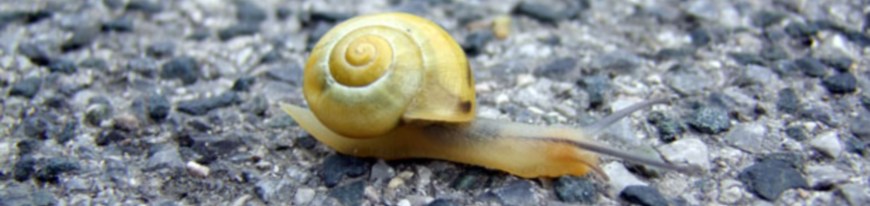 snail