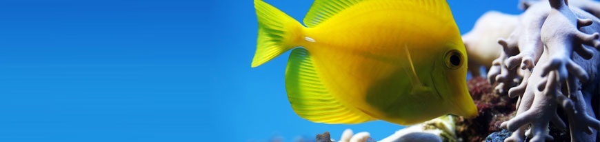 tang