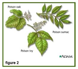 How do you identify leaves?