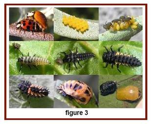 Asian Lady Beetle Life Cycle 15