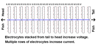 stacked electrocytes
