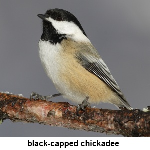 black-capped chickadee