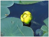 Yellow Pond Lily - Nuphar variegata