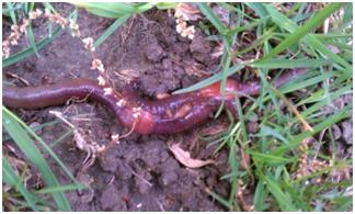 earthworms mating