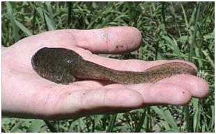 large tadpole