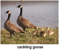cackling goose