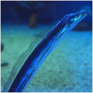 Atlantic cutlassfish