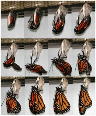 monarch emerging