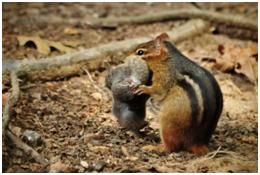 Is eating dead birds normal for a squirrel or chipmunk? | Ask a Naturalist®