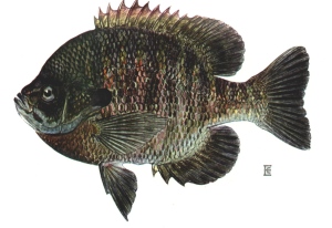 bluegill sunfish
