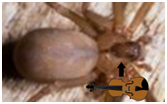 brown recluse violin