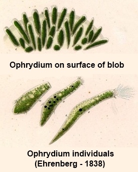 ophrydium
