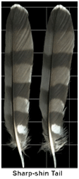 sharp-shin tail feather
