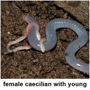 female caecilian with young