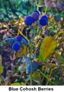 Blue Cohosh berries