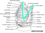diagram of tunicate
