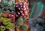 various tunicates