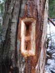 rectangular holes in western red cedar