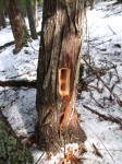 rectangular holes in reddish tree trunk