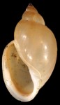 Physa shell