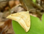 moth with fuzzy antennae
