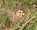 mallard-nest