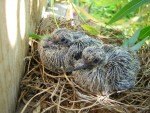 mourning-dove-chicks