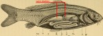 carp anatomy