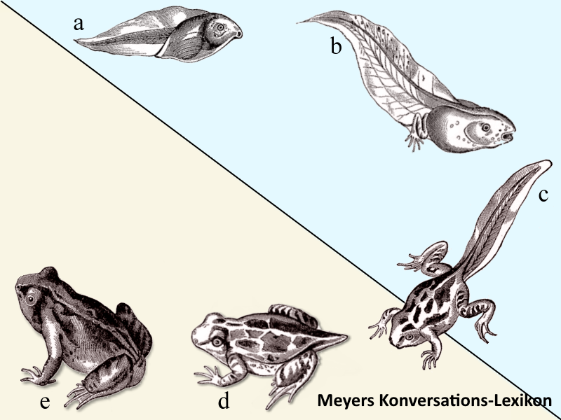 Can animals evolve to be shape-shifters? | Ask a Naturalist®
