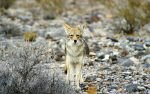 California Death Valley Coyote)