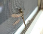 dragonfly on window screen