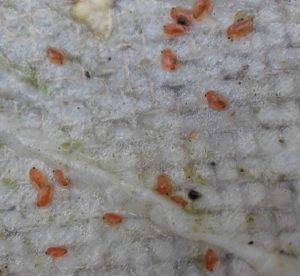 What is this Jelly-like Blob Under My Dock? | Ask a Naturalist.com