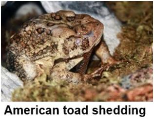 Why do frogs and toads eat their shed skin? Ask a 