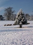 evergreen tree in a field