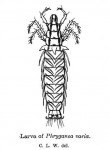 Phryganea caddisfly larvae