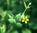 small yellow flower and stem