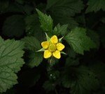 small yellow flower