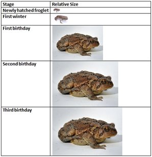 toad-growth-chart